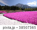 秩父芝桜の丘 38507365