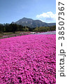 秩父芝桜の丘 38507367