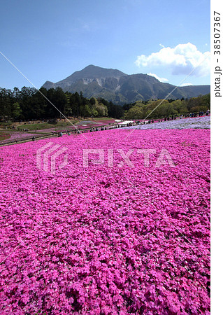 秩父芝桜の丘 38507367