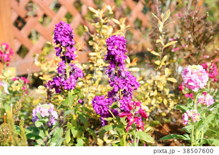 ストックの花 ストックの花 38507600