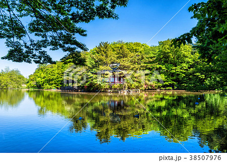 石神井公園 三宝寺池 38507976