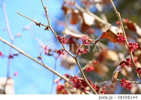 アカバナマンサクの花 アカバナマンサクの花 38508144