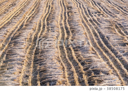 風景 ジャンファリ 江華郡 38508175
