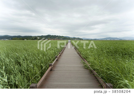順天湾 順天市 全羅南道 38508204