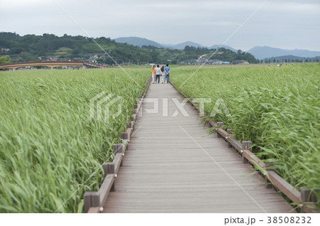 風景 葦 順天湾 38508232