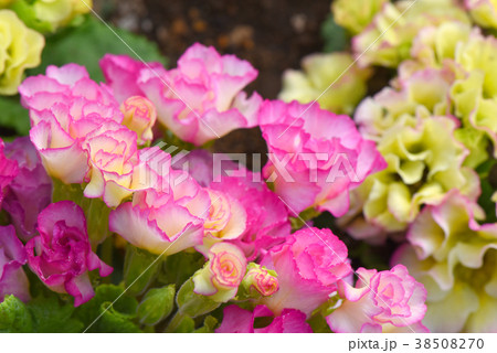 プリムラジュリアン 38508270