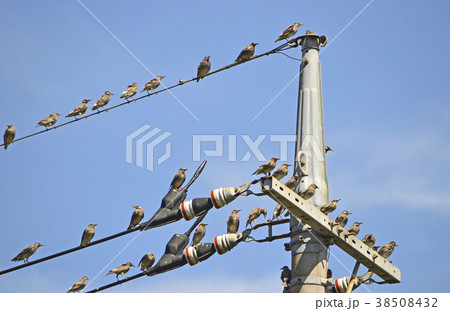 ムクドリ（椋鳥） 38508432