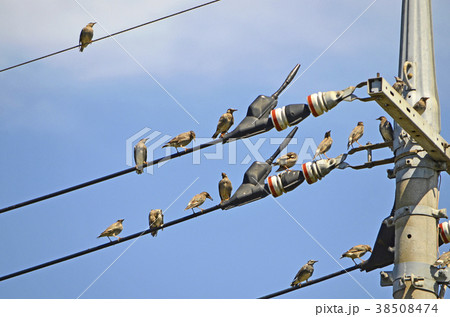 ムクドリ(椋鳥) ムクドリ(椋鳥) 38508474