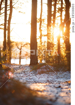 Picture of winter trees, snow, sunlight 38508803