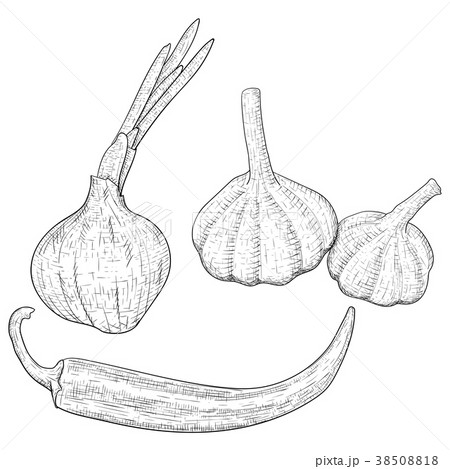 Vegetables sketch. Onion, garlic and chili pepper Vegetables sketch. Onion, garlic and chili pepper 38508818