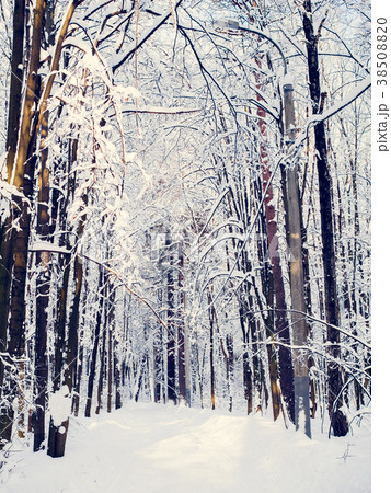 Picturesque picture of snowy trees in forest 38508820