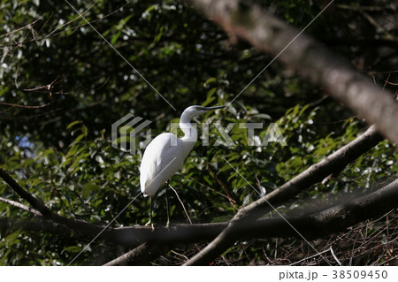 コサギ 38509450