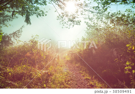Sunny meadow Sunny meadow 38509491