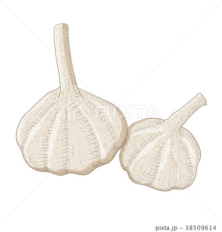 Garlic. Colored hand drawn sketch 38509614