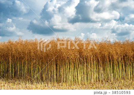 Field of ripe rapeseed against dramatic sky Field of ripe rapeseed against dramatic sky 38510593