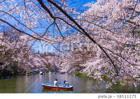 桜咲く井の頭恩賜公園の写真素材