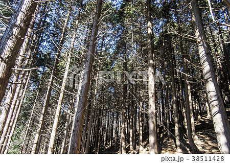 植物 屋外 室外 38511428