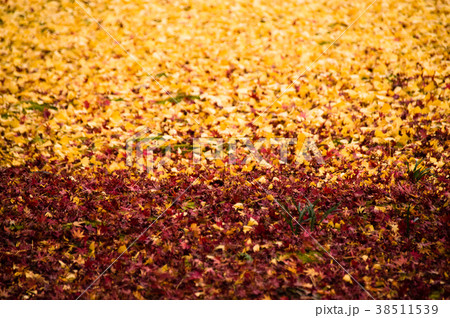 紅葉でできたグラデーション 紅葉でできたグラデーション 38511539