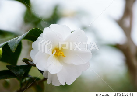 椿花図巻（姫白雪１）左 38511643