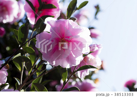 ピンクのサザンカの花 38513303