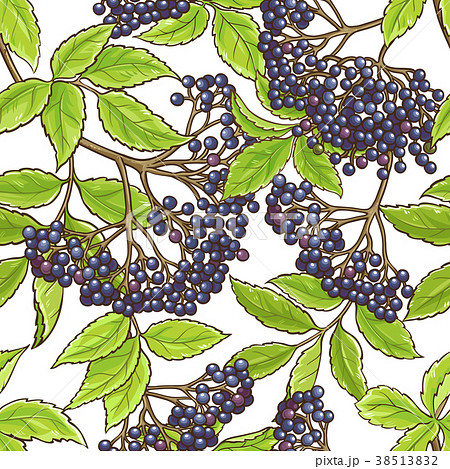 elderberry branch vector pattern 38513832