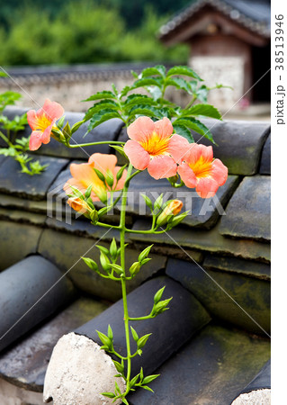 花 ジャカランダ 建築 38513946