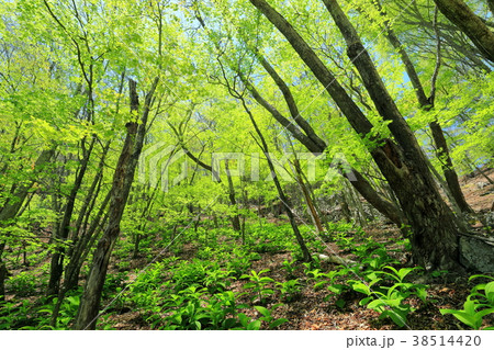 両神山・八丁峠付近の新緑 両神山・八丁峠付近の新緑 38514420