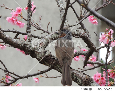 カンヒザクラとイソヒヨドリ (OKinawa) 38515527