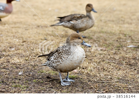 鴨のアップ 38516144