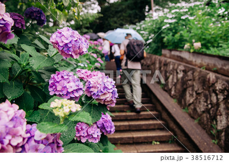 Beautiful pink Hydrangea flower bushes in garden 38516712