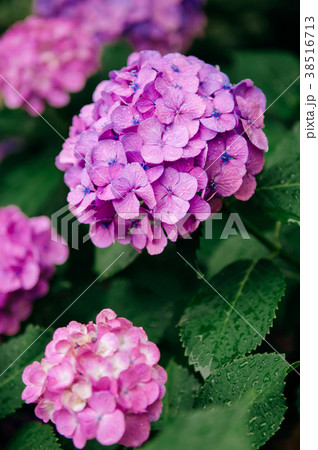 Beautiful pink Hydrangea flower bushes in garden 38516713