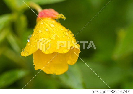 Beautiful Yellow flowers Beautiful Yellow flowers 38516748