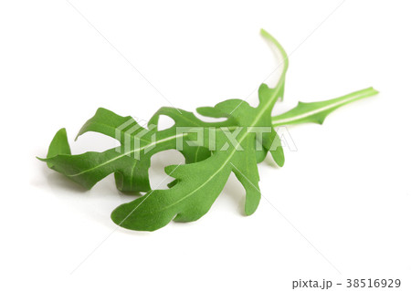 Green fresh rucola or arugula leaf isolated on Green fresh rucola or arugula leaf isolated on 38516929