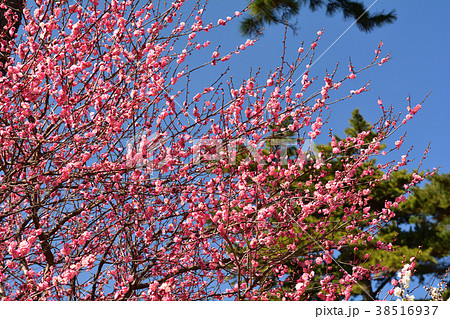 熱海梅園 38516937
