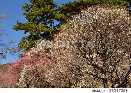 熱海梅園 38517063