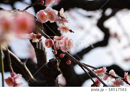梅の花 38517563