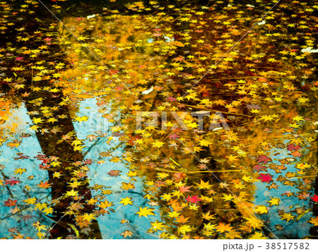 紅葉 38517582