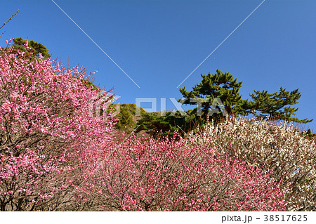 熱海梅園 38517625