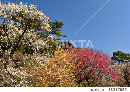 熱海梅園 38517627