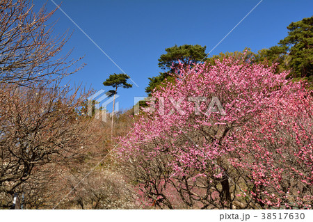 熱海梅園 38517630