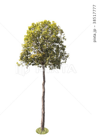 Tree isolated on white background. 38517777