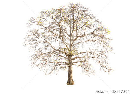 Red silk cotton tree, Bombax Red silk cotton tree, Bombax 38517805