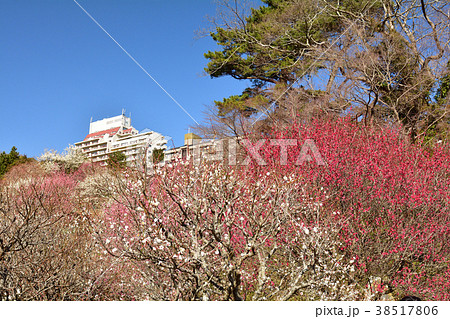 熱海梅園 熱海梅園 38517806