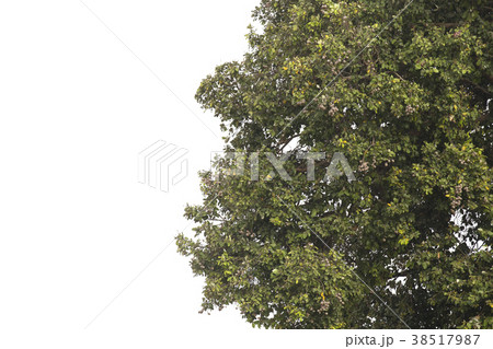 Branch isolated on white background. 38517987