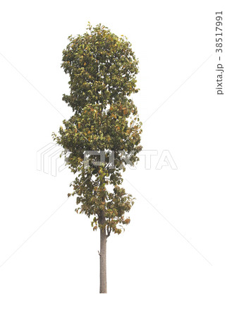 Tree isolated on white background. Tree isolated on white background. 38517991