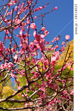 熱海梅園 熱海梅園 38518025
