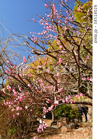 熱海梅園 38518026