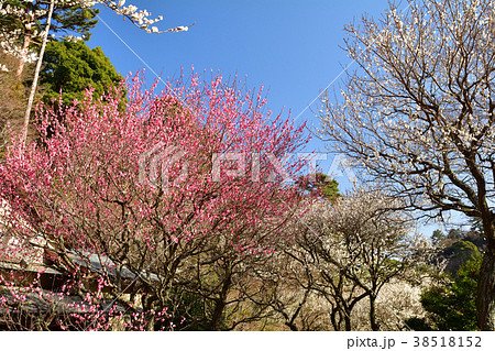 熱海梅園 38518152