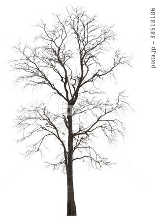 Dead tree or dried tree isolate on white . 38518186