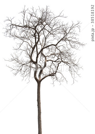 Dead tree or dried tree isolate on . Dead tree or dried tree isolate on . 38518192